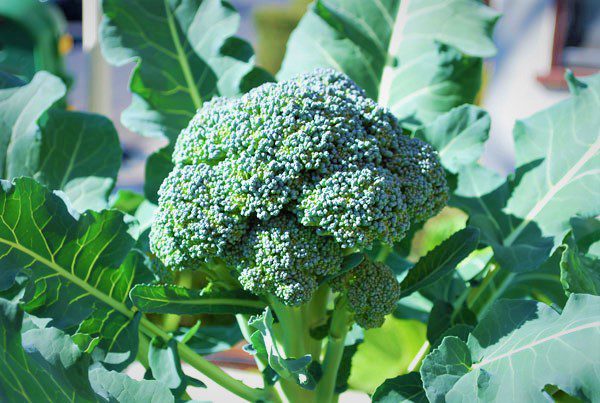 organic broccoli