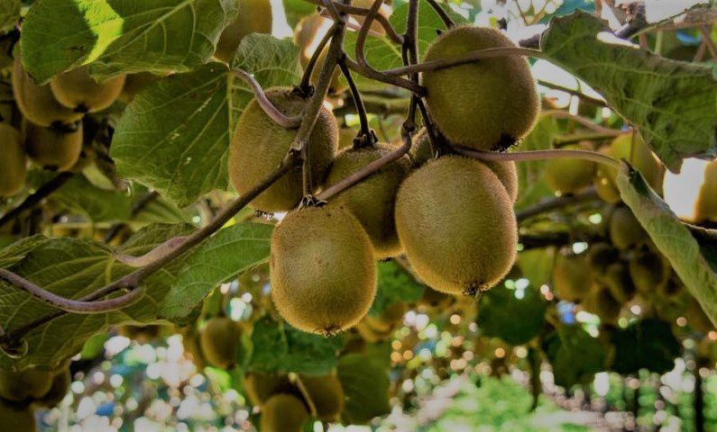 organic kiwi ahmedabad