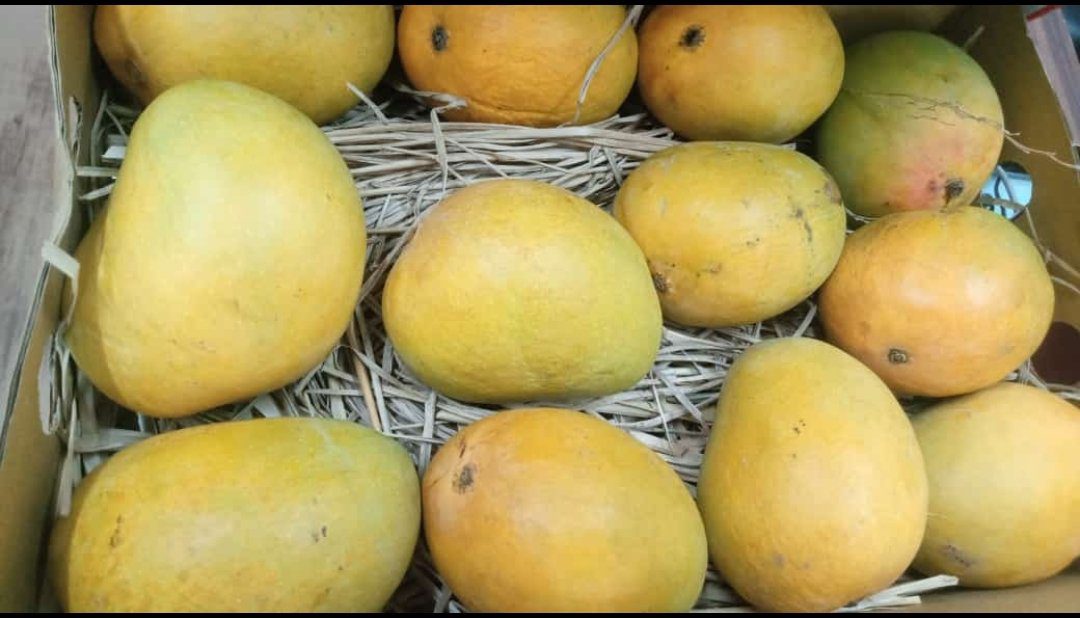 Alphonso Mango (Natural Residue Free)  – 12 Piece