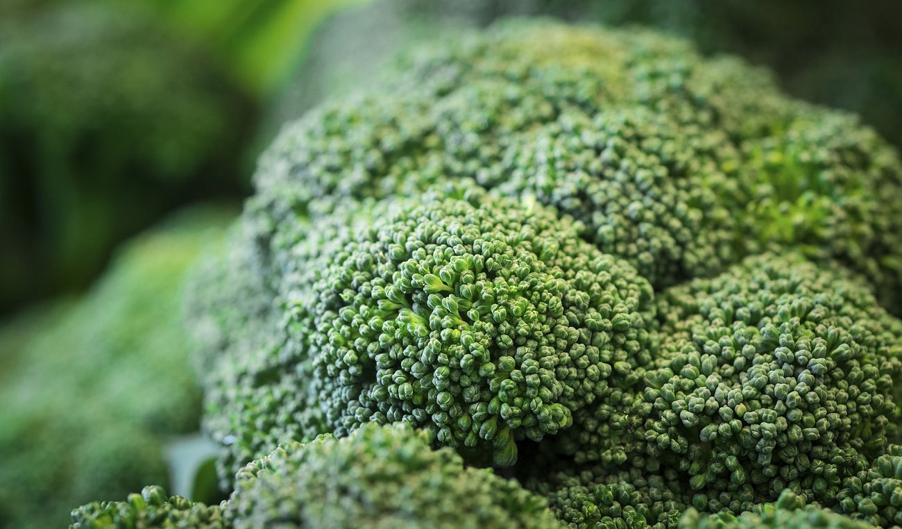 Organic broccoli 