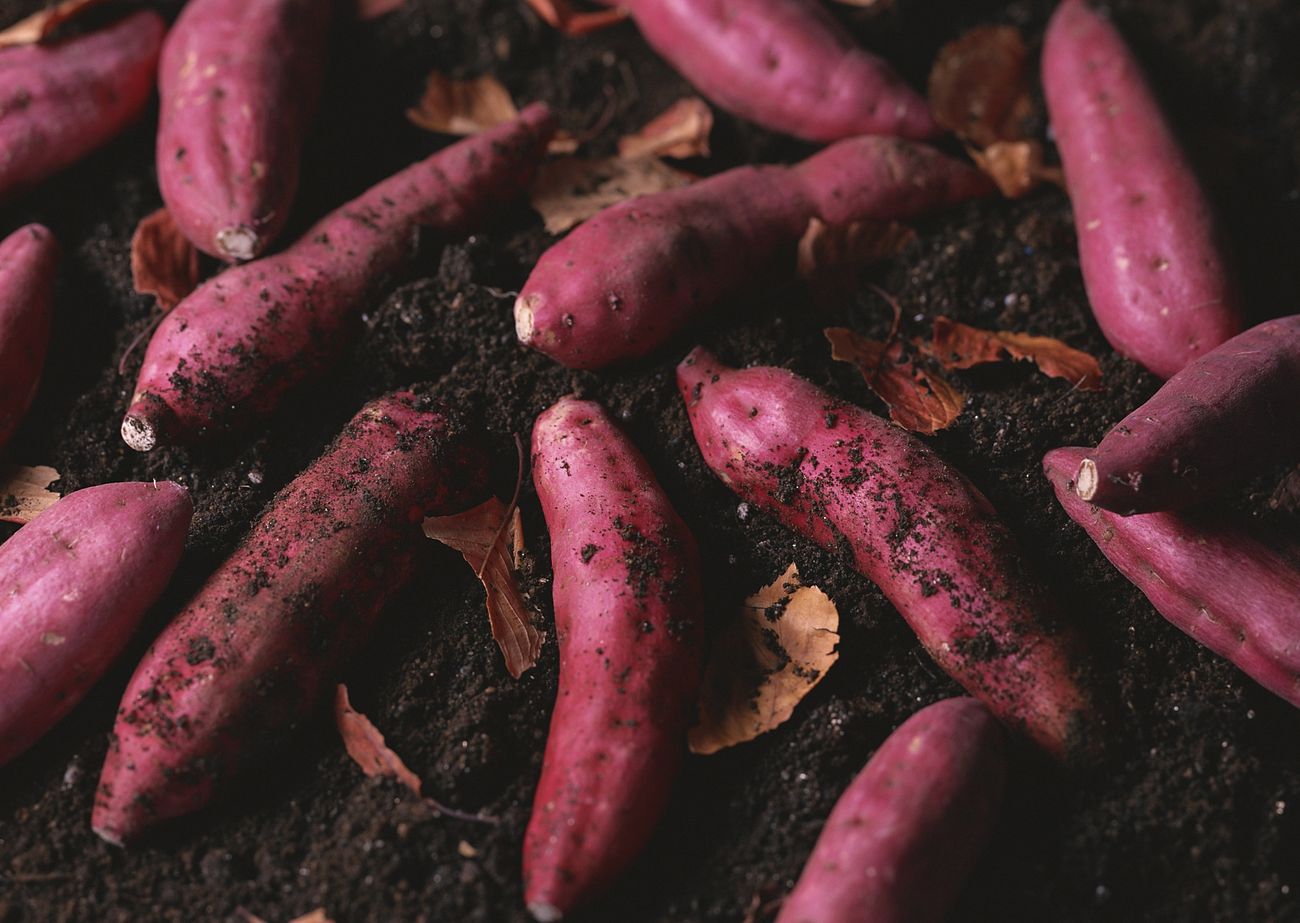 fresh organic sweet potatoes